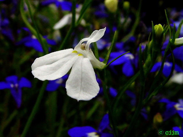 로벨리아(lobelia) 이미지